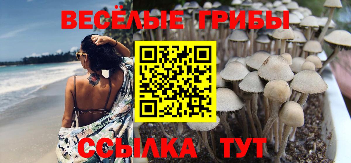 Мурино  Псилоцибиновые грибы Cubensis  Вход с VPN 